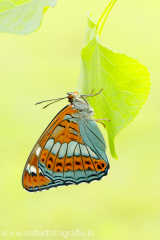 883 Großer Eisvogel - Limenitis populi